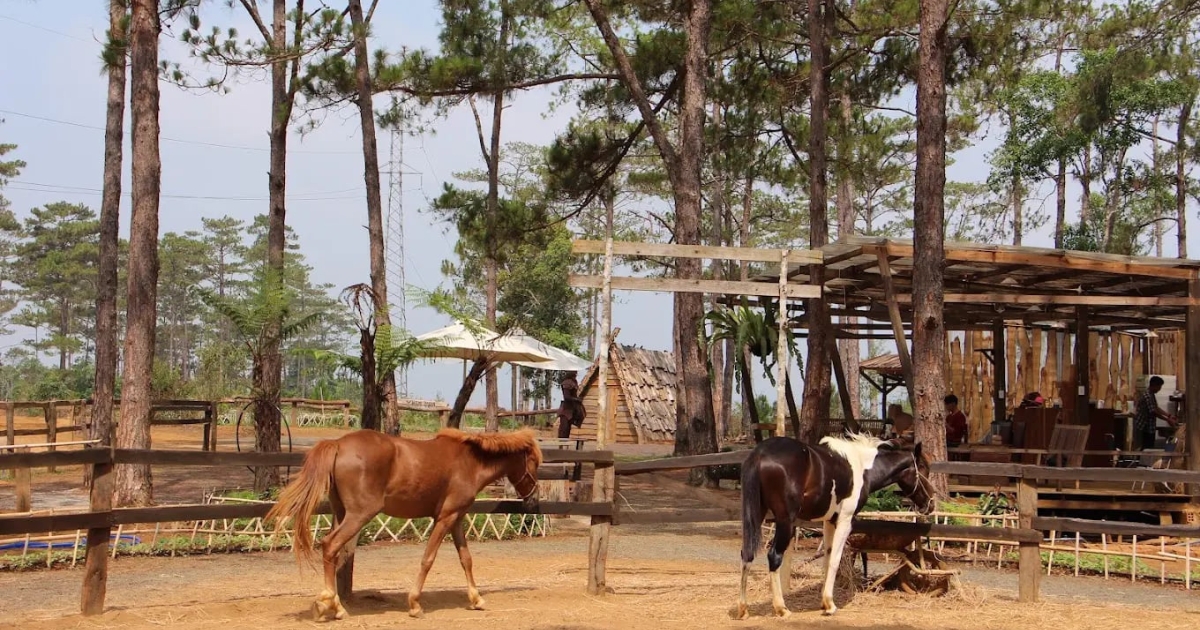 Du lịch Măng Đen ở Quảng Ngãi