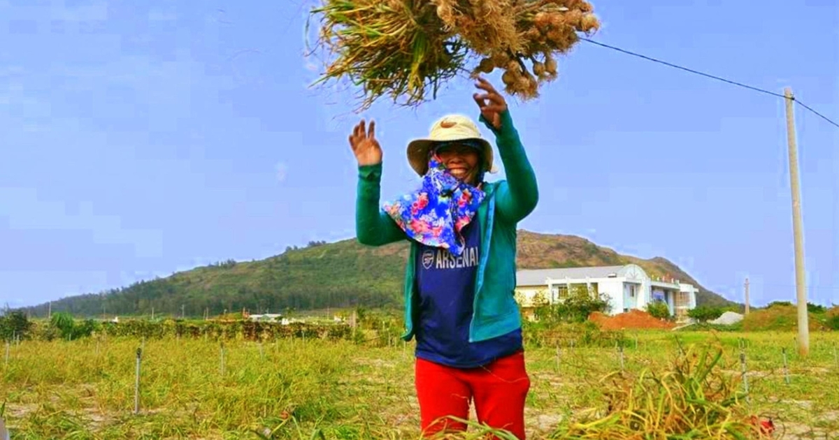 Tỏi Lý Sơn Quảng Ngãi