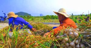 Tỏi Lý Sơn Quảng Ngãi