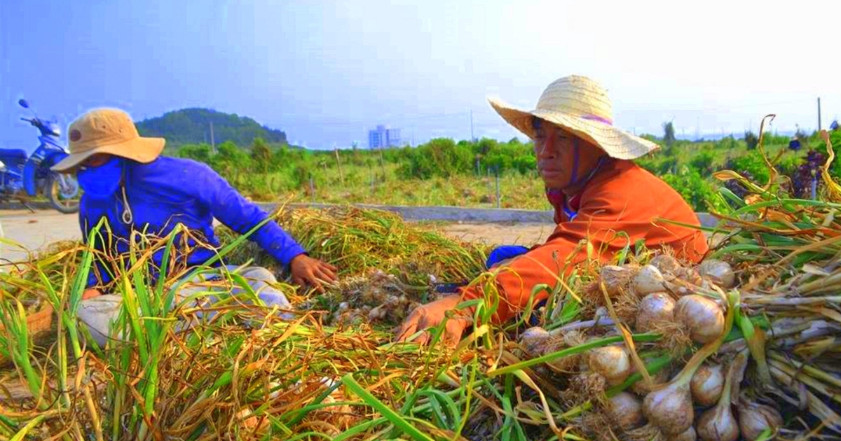 Tỏi Lý Sơn Quảng Ngãi